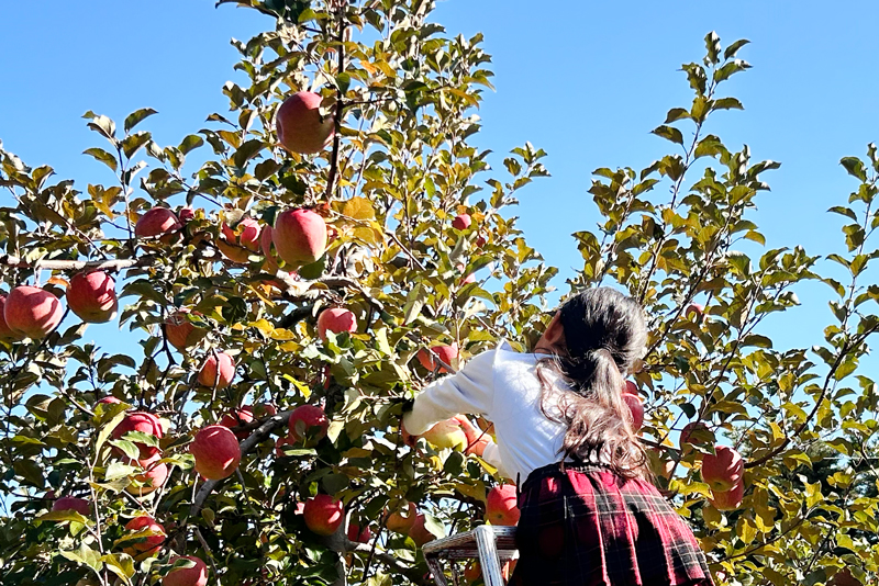 長野県にてりんご狩り体験を行いました