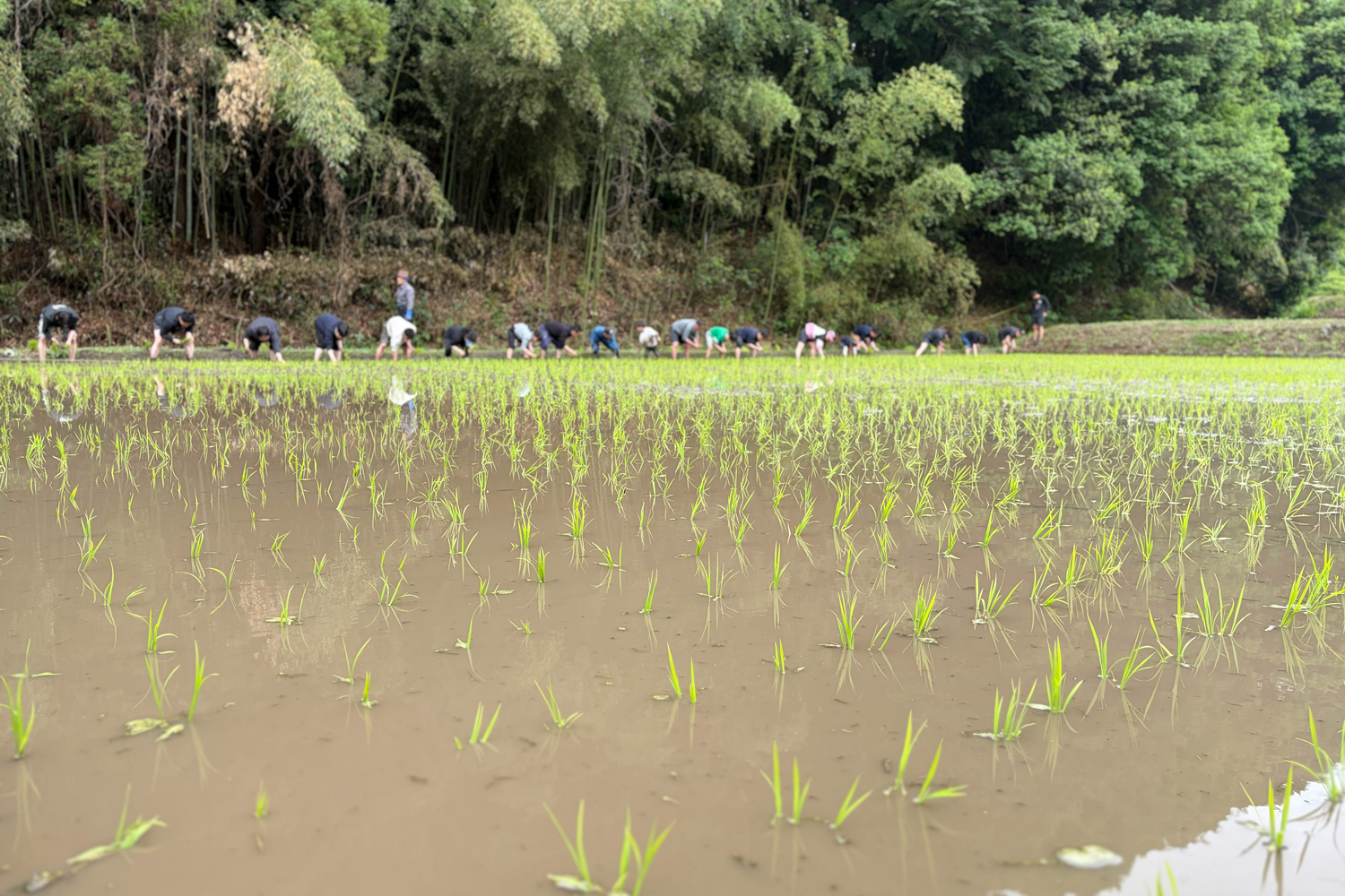 2026年度 田植え体験を実施しました